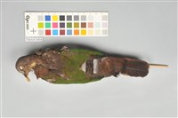 藏品(翠翼鳩)的圖片